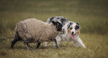 Australian Shepherd