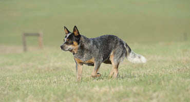 Blue or Red Heeler