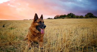 German shepherd store farms near me