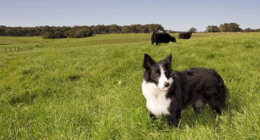 Farm sales border collie