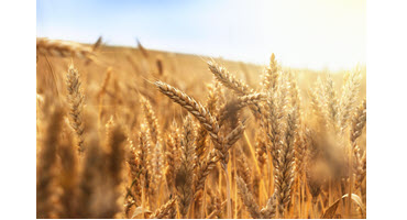 Wheat