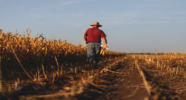 Cornfields
