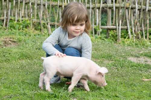 The Best "Pets"