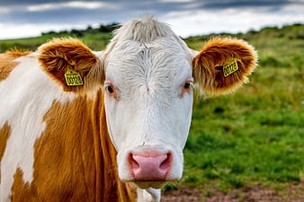 Simmental