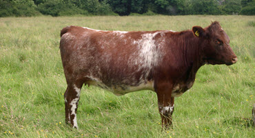 Shorthorn