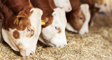 5) Trump suggests stopping cattle imports