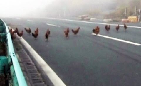 Chickens in China