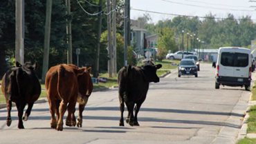 Cows in Manitoba