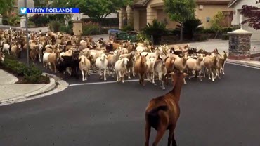Goats in San Jose