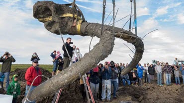 Woolly Mammoth