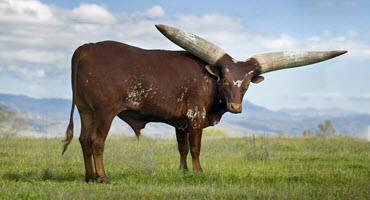 Ankole-Watusi