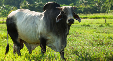 Brahman