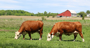 Beef cows