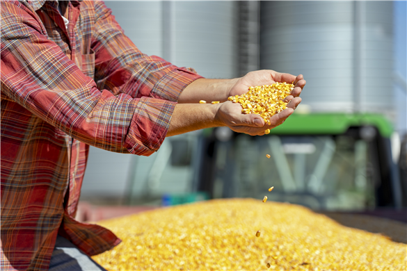 Farmer holding corn