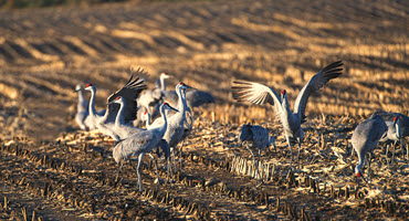 Sandhill cranes