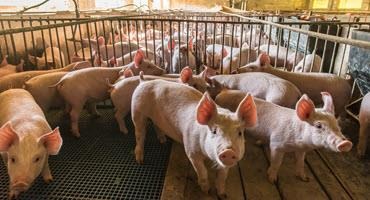 Pigs