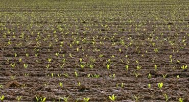 Corn emergence