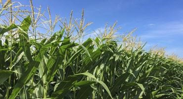 Corn with tassels