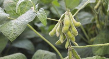 Soybeans with pods