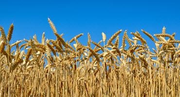 Wheat field