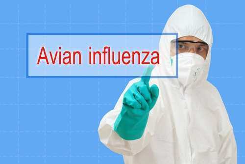 Avian Flu