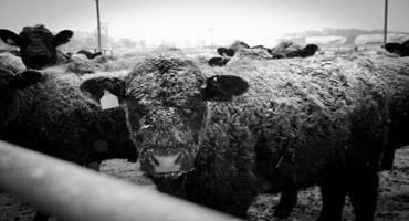 Cows in snow