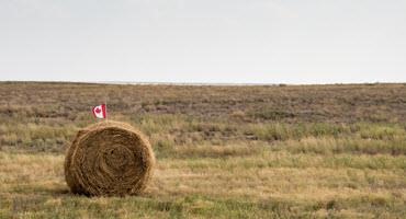 Hay field