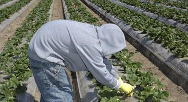 Farm worker