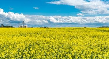 Canola