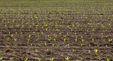 Corn emergence