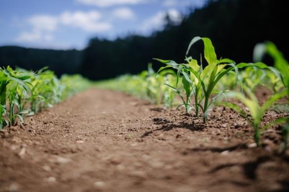 Plants emerging