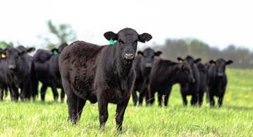 Black Angus cow