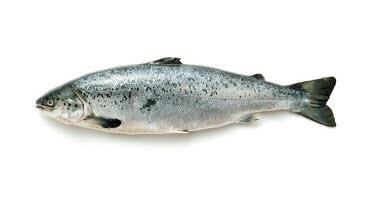 Salmon