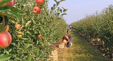 Workers picking apples