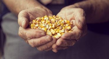 Corn in farmer''s hand