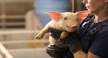 Farmer holding pig