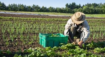 Workers harvesting