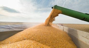 Corn harvest