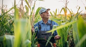 Farmer in field