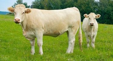 Charolais cow