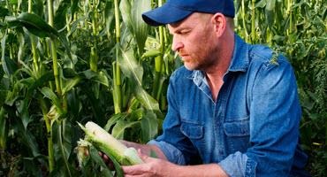 Farmer holding corn