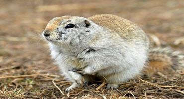 Gopher