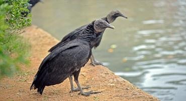 Black vulture