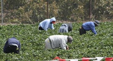 Seasonal farm workers