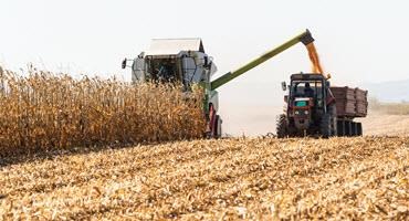 Corn harvest