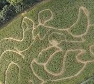 UK corn maze is shaped like a rhinoceros