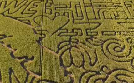 Corn maze in Saanich, British Columbia