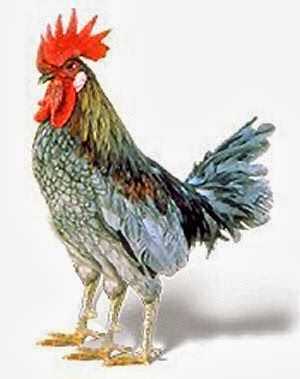 3-legged chicken