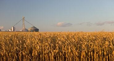 Corn and grain elevator