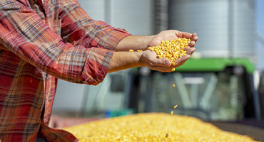 Farmer holding corn